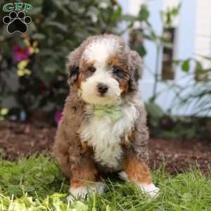 Jaden, Mini Bernedoodle Puppy